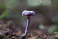 Dryopteris carthusiana narrow buckler-fern is a species of fern of the family Dryopteridaceae. Royalty Free Stock Photo