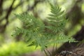 Dryopteris carthusiana narrow buckler-fern is a species of fern of the family Dryopteridaceae. Royalty Free Stock Photo