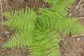 Dryopteris carthusiana narrow buckler-fern is a species of fern of the family Dryopteridaceae. Royalty Free Stock Photo