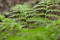 Dryopteris carthusiana narrow buckler-fern is a species of fern of the family Dryopteridaceae. Royalty Free Stock Photo