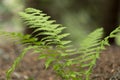 Dryopteris carthusiana narrow buckler-fern is a species of fern of the family Dryopteridaceae. Royalty Free Stock Photo