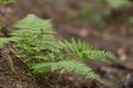 Dryopteris carthusiana narrow buckler-fern is a species of fern of the family Dryopteridaceae. Royalty Free Stock Photo