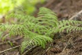 Dryopteris carthusiana narrow buckler-fern is a species of fern of the family Dryopteridaceae. Royalty Free Stock Photo