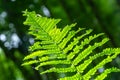 Dryopteris carthusiana is a species of herbaceous plants of the Dryopteridaceae family, common in temperate regions of Eurasia and Royalty Free Stock Photo