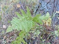 Dryopteris commonly called the wood ferns species of ferns distributed in Asia, the Americas, Europe, Africa