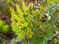 Dryopteris commonly called the wood ferns species of ferns distributed in Asia, the Americas, Europe, Africa