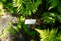 Dryopteris dilatata grows in July. Potsdam, Germany Royalty Free Stock Photo