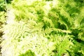 Dryopteris dilatata grows in July. Potsdam, Germany Royalty Free Stock Photo