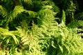 Dryopteris dilatata grows in July. Potsdam, Germany Royalty Free Stock Photo