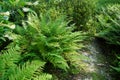 Dryopteris dilatata grows in July Potsdam, Germany Royalty Free Stock Photo