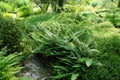 Dryopteris dilatata grows in July Potsdam, Germany Royalty Free Stock Photo