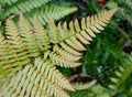 Dryopteris erythrosora Brilliance - plant in autumn in the botany. Poland, Europe Royalty Free Stock Photo