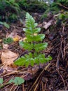 (Dryopteris expansa), the alpine buckler fern, northern buckler-fern or spreading wood fern Royalty Free Stock Photo