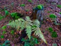 (Dryopteris expansa), the alpine buckler fern, northern buckler-fern or spreading wood fern Royalty Free Stock Photo