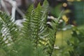 Dryopteris filix-mas, or Male Fern growing in summer garden. Royalty Free Stock Photo