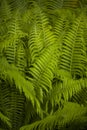 Dryopteris Royalty Free Stock Photo