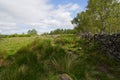 A drystone wall seperates moorland from a forest of Silver Birch Royalty Free Stock Photo