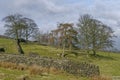 Drystone Walls separating areas of Rough Pasture from Ilkley Moor