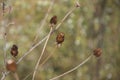 Autumn seeded prairie flowers