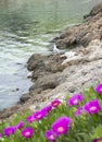Rocky coast with some red wild flowers and a young seagul Royalty Free Stock Photo