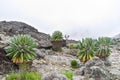 Giant Groundsel Dendrosenecio kilimanjari trees growing in the Alpine Desert zone on Mount Kilimanjaro