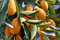 Small oranges on an orange plant Royalty Free Stock Photo