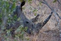 Huge grey rhino lying on the ground