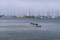 Gathering of Docked Sailboats at Monterey Bay with Seals Royalty Free Stock Photo