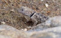 Western Fence Lizard peeking out from behind a rock Royalty Free Stock Photo