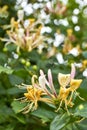 Yellow honeysuckles in bloom in summer Royalty Free Stock Photo