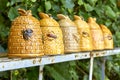 A row of vintage honeypots