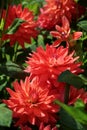 Decorative Dahlias in orange-red color Foliage, sunlight