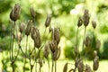 Glower seed pods on stem in a garden