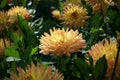 Cactus Dahlia blossoms and their foliage Outdoor sunlight Royalty Free Stock Photo