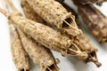 Dry brown welsh poppy seed pods Royalty Free Stock Photo