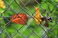 Wire fence with yellow, red and dry leaf Royalty Free Stock Photo