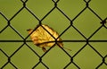 Wire fence with a leaf on a green backgraund Royalty Free Stock Photo