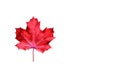 Red maple leaf isolated on white. Royalty Free Stock Photo