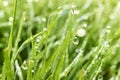 Fresh green grass with dew drops Royalty Free Stock Photo