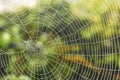 Spider web with dew drops Royalty Free Stock Photo