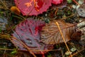 Close up view of some colorful leaves in the autumn