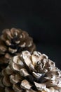 Two pine cones against a dark background