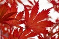 Closeup of red Japanese maple leafs Royalty Free Stock Photo