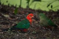 Australian King Parrot with juvenile Royalty Free Stock Photo