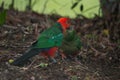 Australian King Parrot feeding juvenile Royalty Free Stock Photo