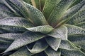 Closeup of green aloe vera plant leaves. Royalty Free Stock Photo