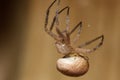 Southern House Spider(Kukulcania hibernalis) Hanging in Web Royalty Free Stock Photo