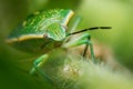 Green Stink Bug (Chinavia Halaris)