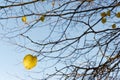 Branches with fresh buds and yellow autumn leaves