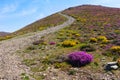 Mountain scenery with winding path and wild flowers Royalty Free Stock Photo